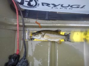 23cm