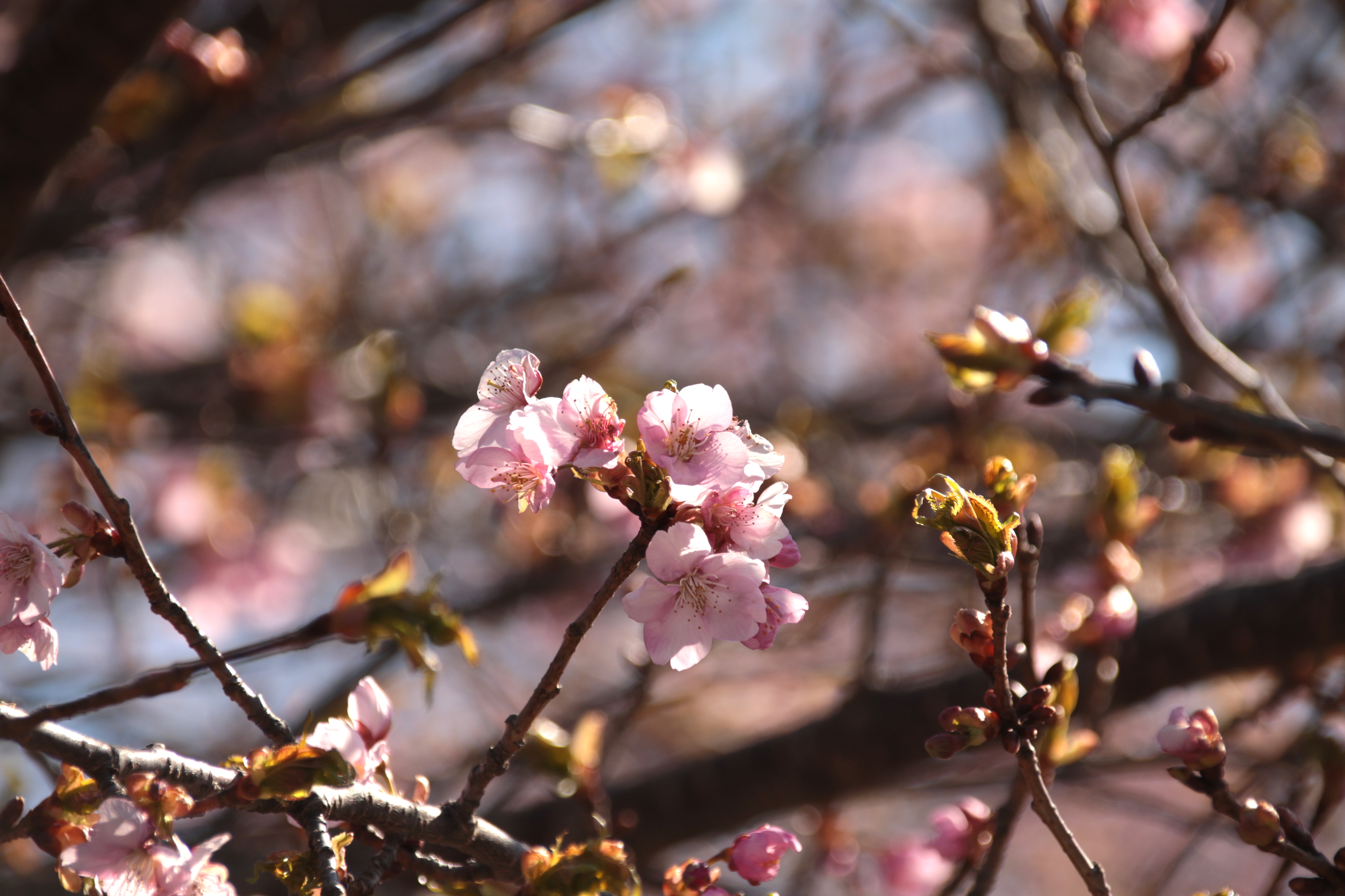 4月13日　桜巡り『滝桜〜塩ノ崎の大桜〜合戦城城のしだれ桜』